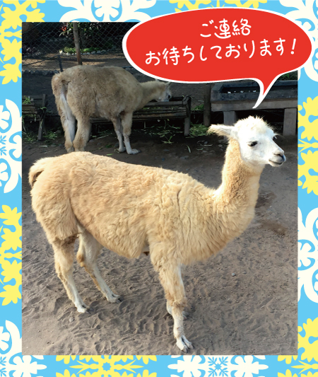ご連絡お待ちしております