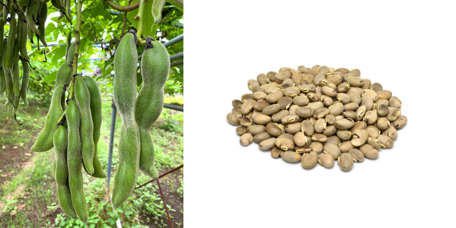ムクナの鞘（左）、乾燥されたムクナ豆（右）