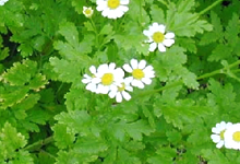 植物原料 | 株式会社皇漢薬品研究所 | 健康食品・サプリメントOEM・PB 