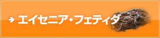 エイセニア・フェティダ