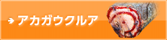 アカガウクルア